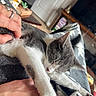 cat, gray_cat, white_cat, sleeping, sleepy, relaxed, pet, animal, whiskers, ears, fur, paws, indoors, lap, human_hand, petting, blanket, couch, cozy, sunlight