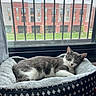 cat, gray_cat, white_cat, sleeping, sleepy, relaxed, pet, animal, basket, pet_bed, blanket, indoors, window, window_bars, apartment_building, red_building, lawn, daylight, cozy, portrait