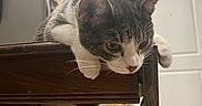 Miao Yin joined the competition — help win amazing prizes! cat, gray_cat, white_cat, pet, animal, whiskers, ears, green_eyes, paws, fur, lying_down, draped, wooden_table, furniture, indoor, kitchen, refrigerator, door, houseplant, cozy