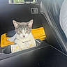 cat, kitten, gray_cat, white_cat, animal, pet, car, vehicle, car_interior, center_console, yellow_storage_bin, papers, seated, looking_at_camera, whiskers, pointed_ears, fur, indoor, sunlight, road_trip