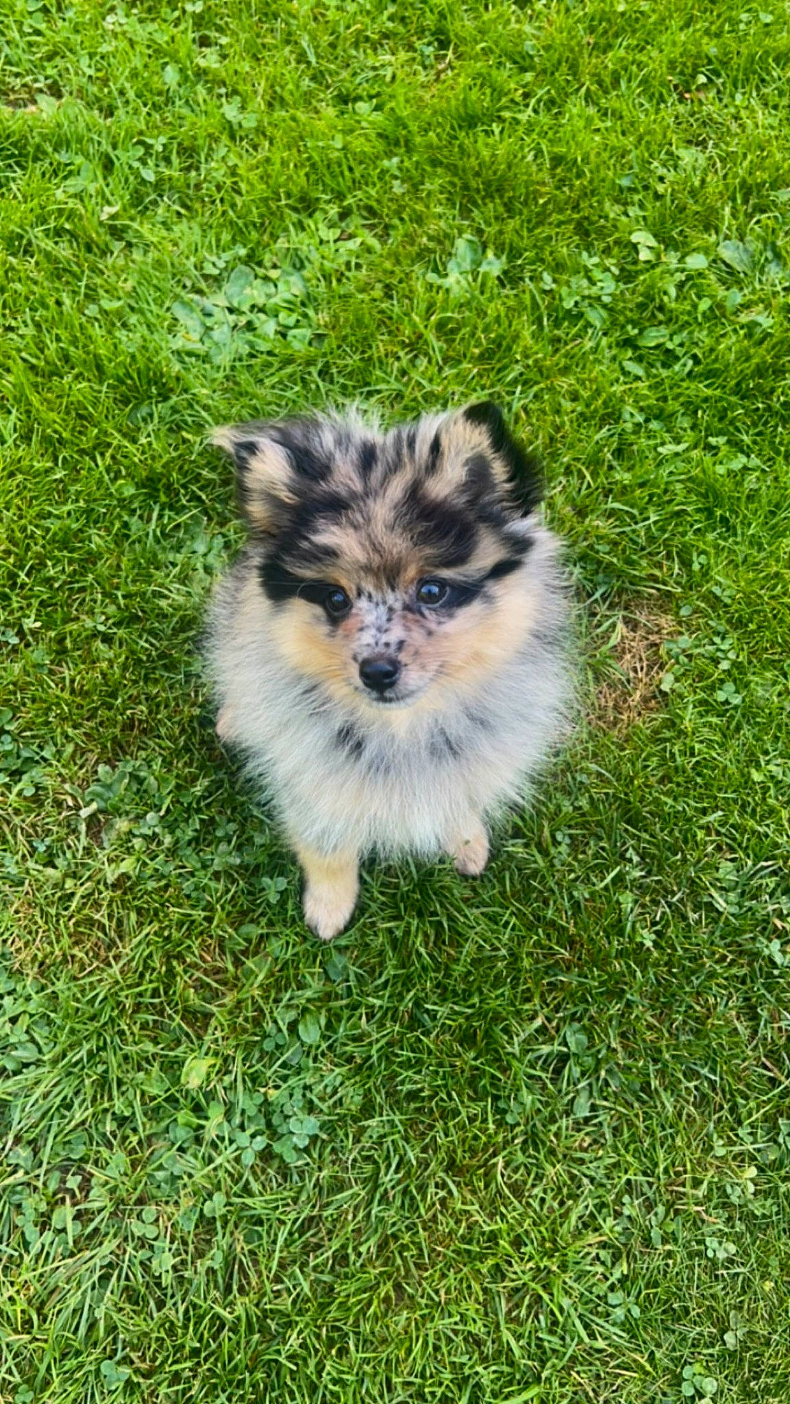 Inaya a rejoint le concours — aidez-le/la à gagner de superbes lots ! art, canidae, collie, companion_dog, dog, dog_breed, fur, grass, grassland, groundcover, plant, terrestrial_animal, wildlife, working_dog