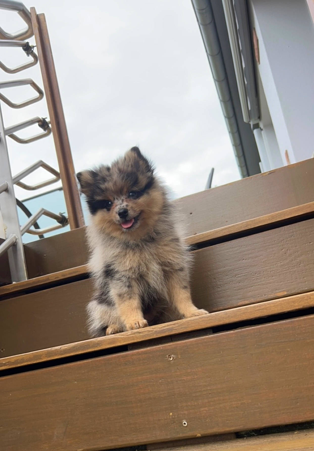 Inaya a rejoint le concours — aidez-le/la à gagner de superbes lots ! british_longhair, canidae, carnivore, cat, dog_breed, electric_blue, fawn, felidae, fur, ladder, sky, small_to_medium_sized_cats, snout, tail, terrestrial_animal, tree, whiskers, wildlife, window, wood