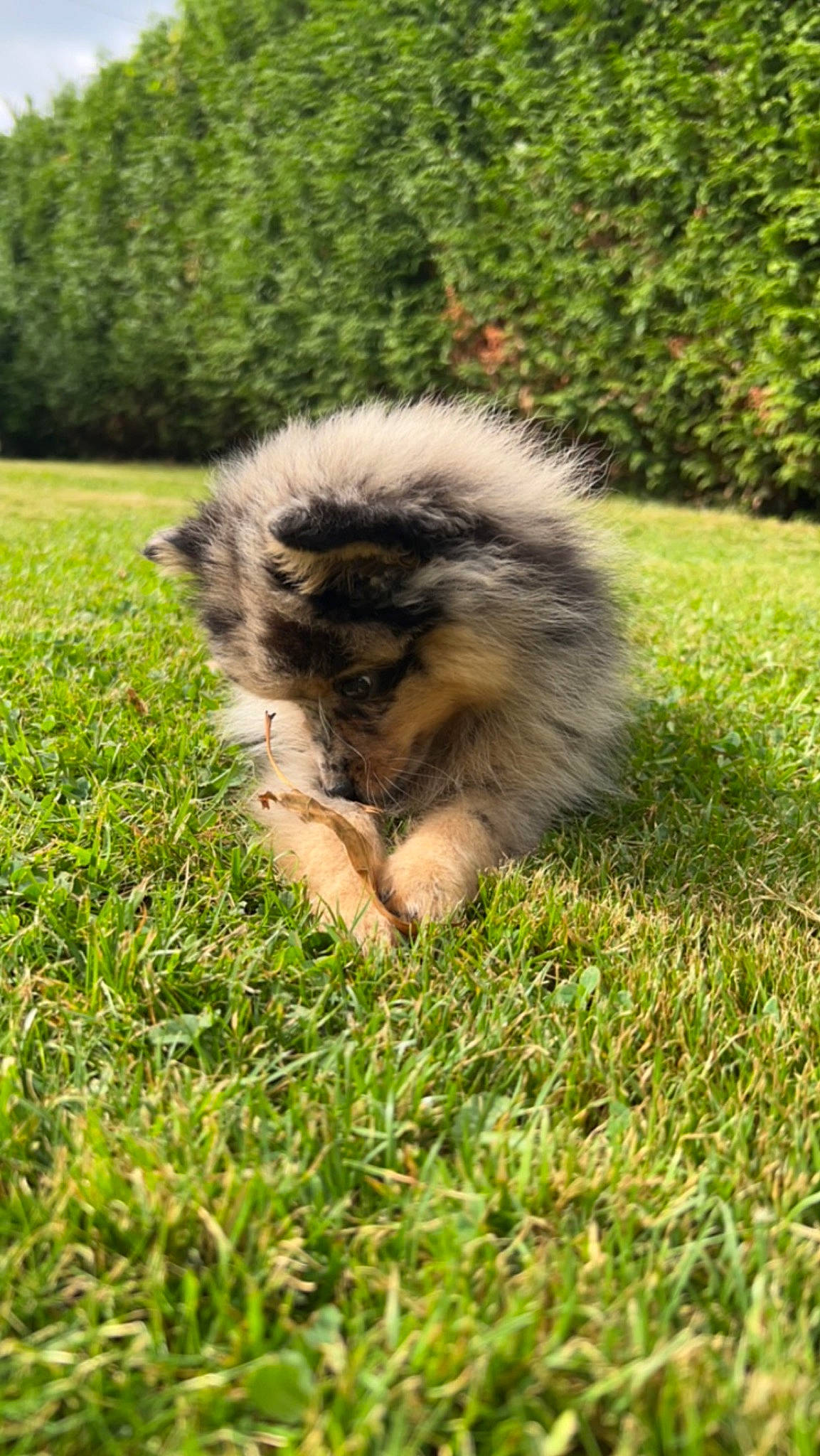 Inaya participe au concours pour gagner de l'argent avec cette photo : canidae, companion_dog, dog_breed, fawn, felidae, fur, german_spitz_klein, grass, grassland, groundcover, paw, plant, skunk, soil, sporting_group, tail, terrestrial_animal, tree, whiskers, wildlife