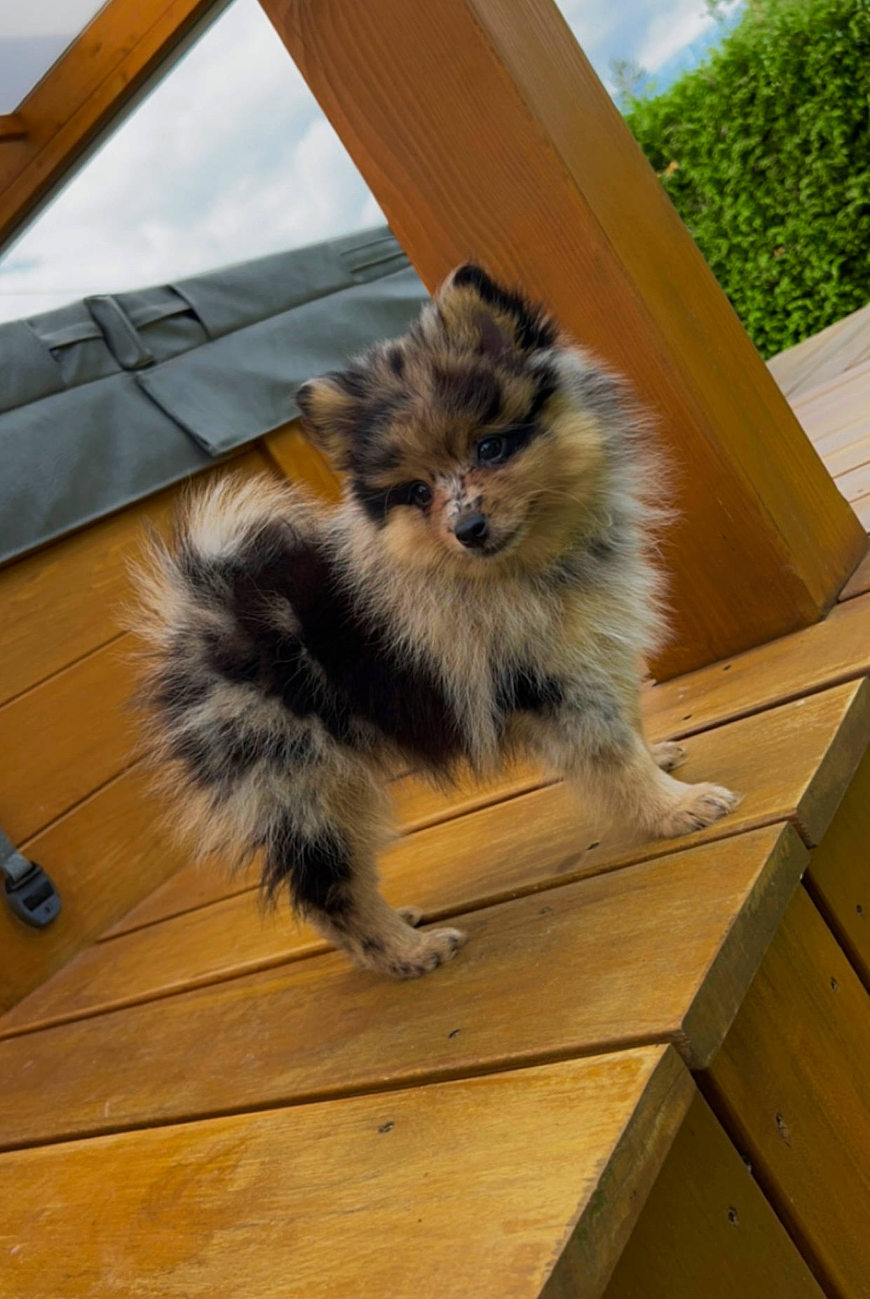 Inaya participe au concours pour gagner de l'argent avec cette photo : carnivore, companion_dog, dog_breed, fawn, felidae, flooring, fur, hardwood, laminate_flooring, plank, sky, small_to_medium_sized_cats, tail, terrestrial_animal, tree, varnish, whiskers, wood, wood_flooring, wood_stain