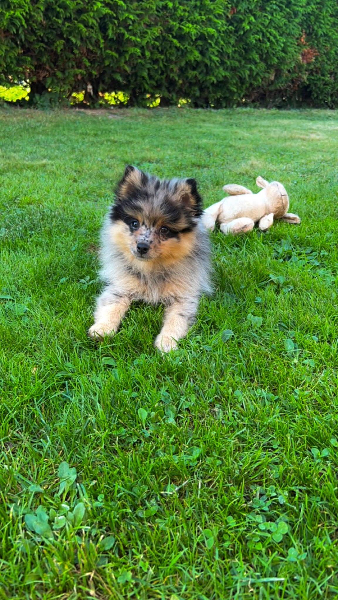 Inaya a rejoint le concours — aidez-le/la à gagner de superbes lots ! canidae, carnivore, collie, companion_dog, dog, dog_breed, fawn, flower, fur, garden, grass, grassland, groundcover, herding_dog, plant, snout, sporting_group, tail, toy_dog, working_dog