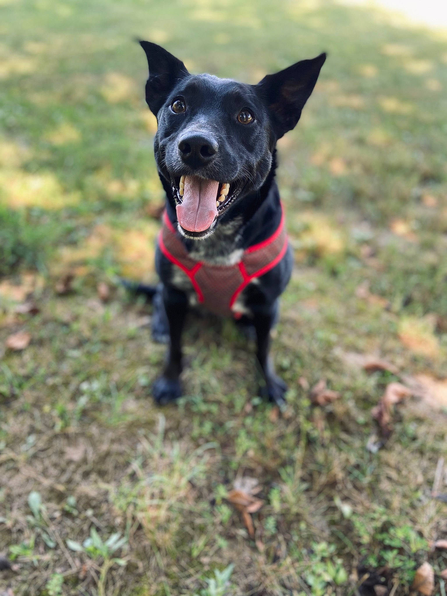 C-c joined the competition — help win amazing prizes! adventure, borador, canidae, carnivore, collar, companion_dog, dog, dog_breed, dog_collar, dog_supply, fawn, grass, guard_dog, leash, plant, sporting_group, tail, whiskers, working_animal, working_dog