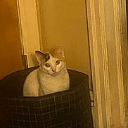 Cali is registered to the contest to win money with this photo: cat, pet, indoor, basket, feline, animal, cozy, curious, two_tone, face, checkered, warm_lighting, home, curtains, wall, floor, resting, quiet, comfort, domestic