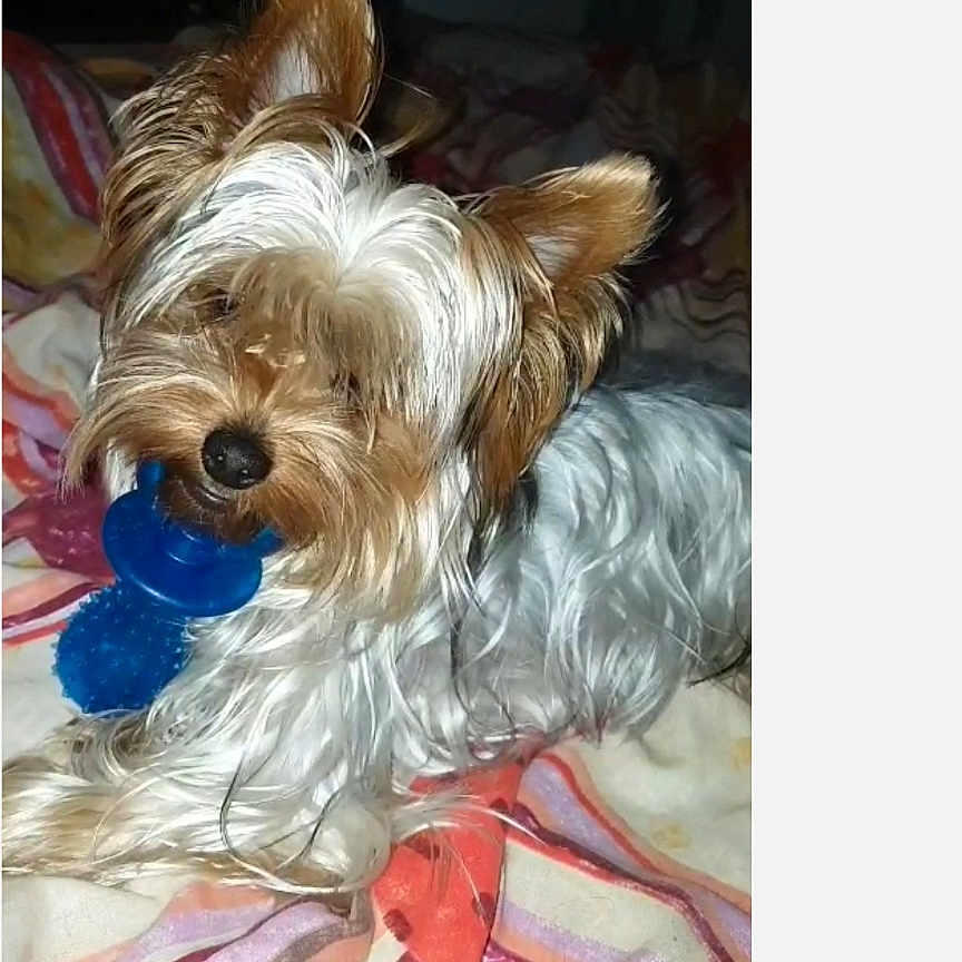 Oreo a rejoint le concours — aidez-le/la à gagner de superbes lots ! animal, blanket, brown_and_white, chew_toy, companion, cozy, cute, dog, domestic_animal, fur, fur_texture, indoor, lying_down, nap_time, pet, playful, resting, small_dog, striped_blanket, toy