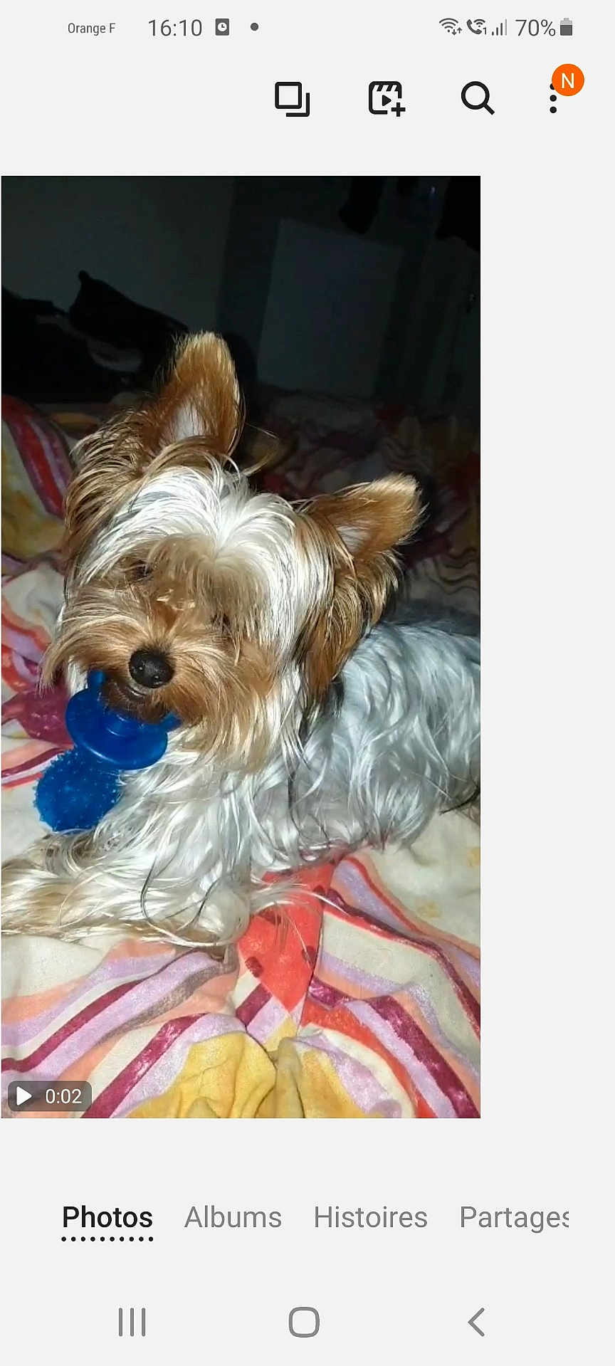 Oreo a rejoint le concours — aidez-le/la à gagner de superbes lots ! dog, toy, chew_toy, pet, fur, small_dog, blanket, striped_blanket, indoor, cozy, playful, lying_down, brown_and_white, cute, animal, companion, nap_time, fur_texture, domestic_animal, resting