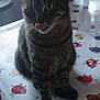 animal, cartoon_cows, cat, chair, cozy, curious, domestic_cat, furniture, household, indoor, kitchen, licking, natural_light, pet, sitting, striped_cat, tabby_cat, table, tablecloth, window