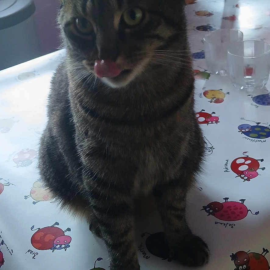 Willy a rejoint le concours — aidez-le/la à gagner de superbes lots ! animal, cartoon_cows, cat, chair, cozy, curious, domestic_cat, furniture, household, indoor, kitchen, licking, natural_light, pet, sitting, striped_cat, tabby_cat, table, tablecloth, window