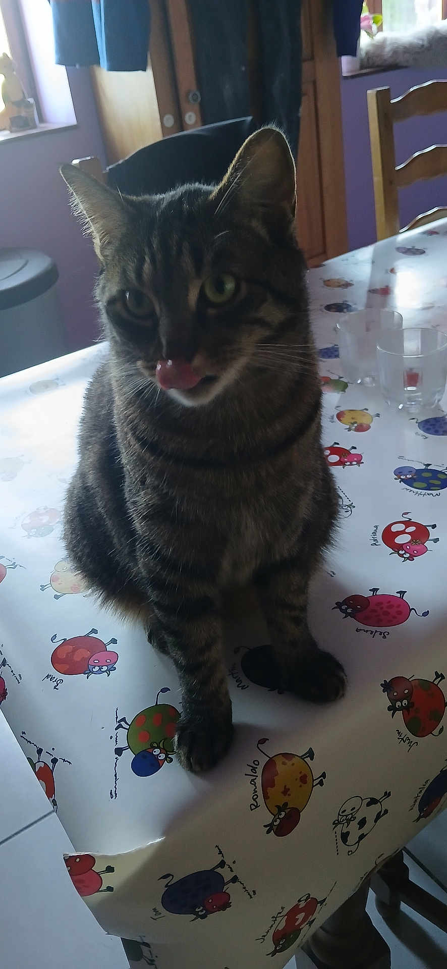Willy a rejoint le concours — aidez-le/la à gagner de superbes lots ! animal, cartoon_cows, cat, chair, cozy, curious, domestic_cat, furniture, household, indoor, kitchen, licking, natural_light, pet, sitting, striped_cat, tabby_cat, table, tablecloth, window