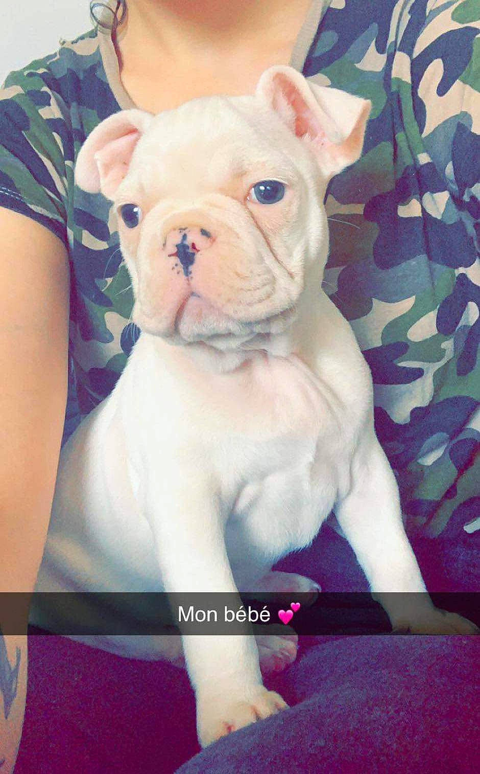 Tiago a rejoint le concours — aidez-le/la à gagner de superbes lots ! american_bulldog, australian_bulldog, bulldog, canidae, carnivore, companion_dog, dog, dog_breed, fawn, french_bulldog, mammal, molosser, non_sporting_group, puppy, puppy_love, rare_breed_dog, snout, toy_bulldog, vertebrate, white_english_bulldog