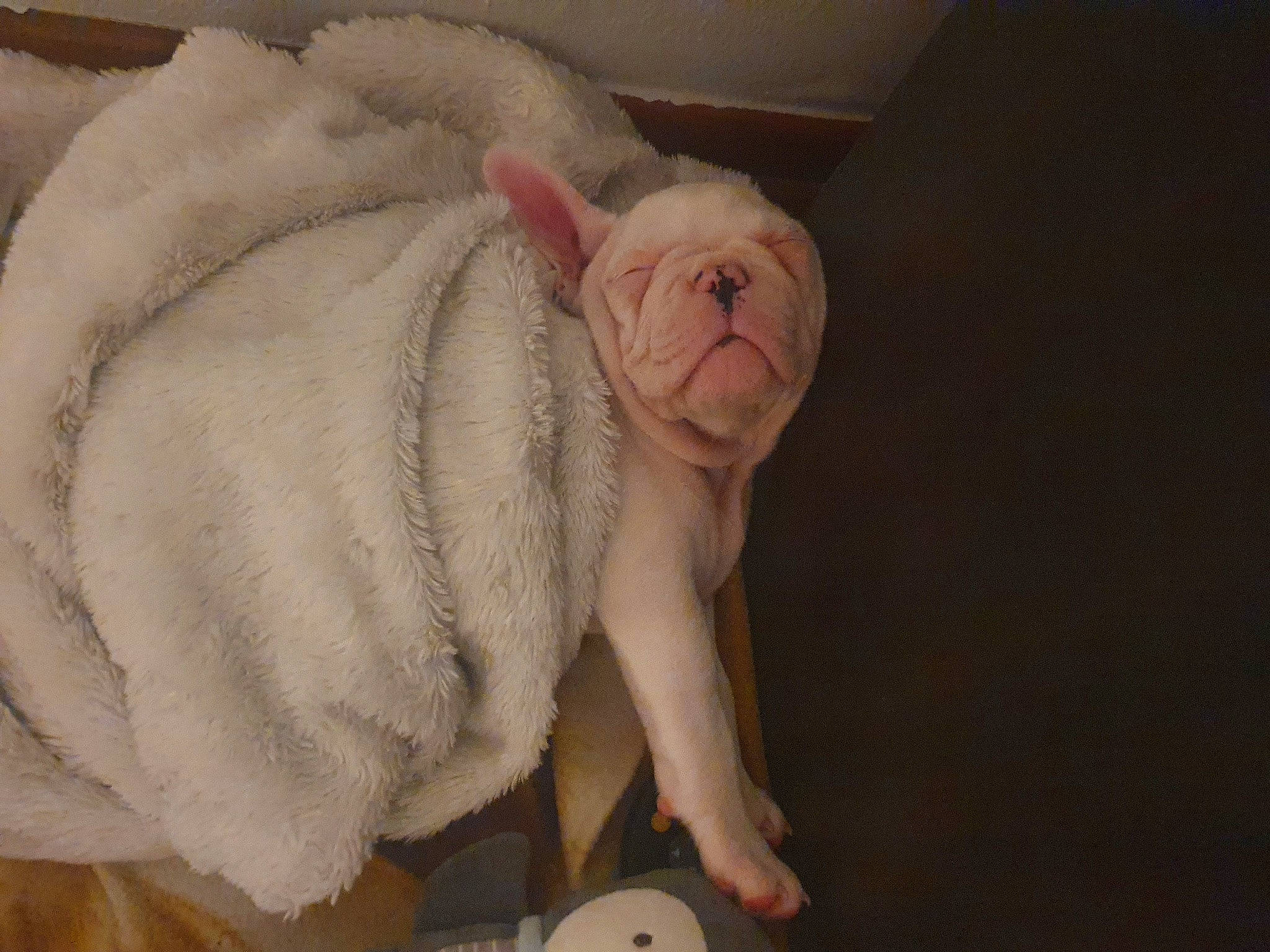 Tiago a rejoint le concours — aidez-le/la à gagner de superbes lots ! canidae, dog_breed, ear, fawn, fur, non_sporting_group, old_english_bulldog, skin, snout