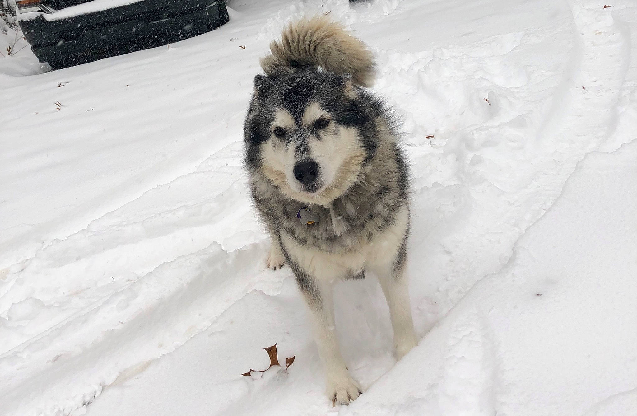 Aries is registered to the contest to win money with this photo: alaskan_malamute, canadian_eskimo_dog, canidae, canis, carnivore, dog, dog_breed, greenland_dog, mammal, native_american_indian_dog, northern_inuit_dog, sakhalin_husky, seppala_siberian_sleddog, siberian_husky, sled_dog, snow, tamaskan_dog, vertebrate, winter, wolfdog
