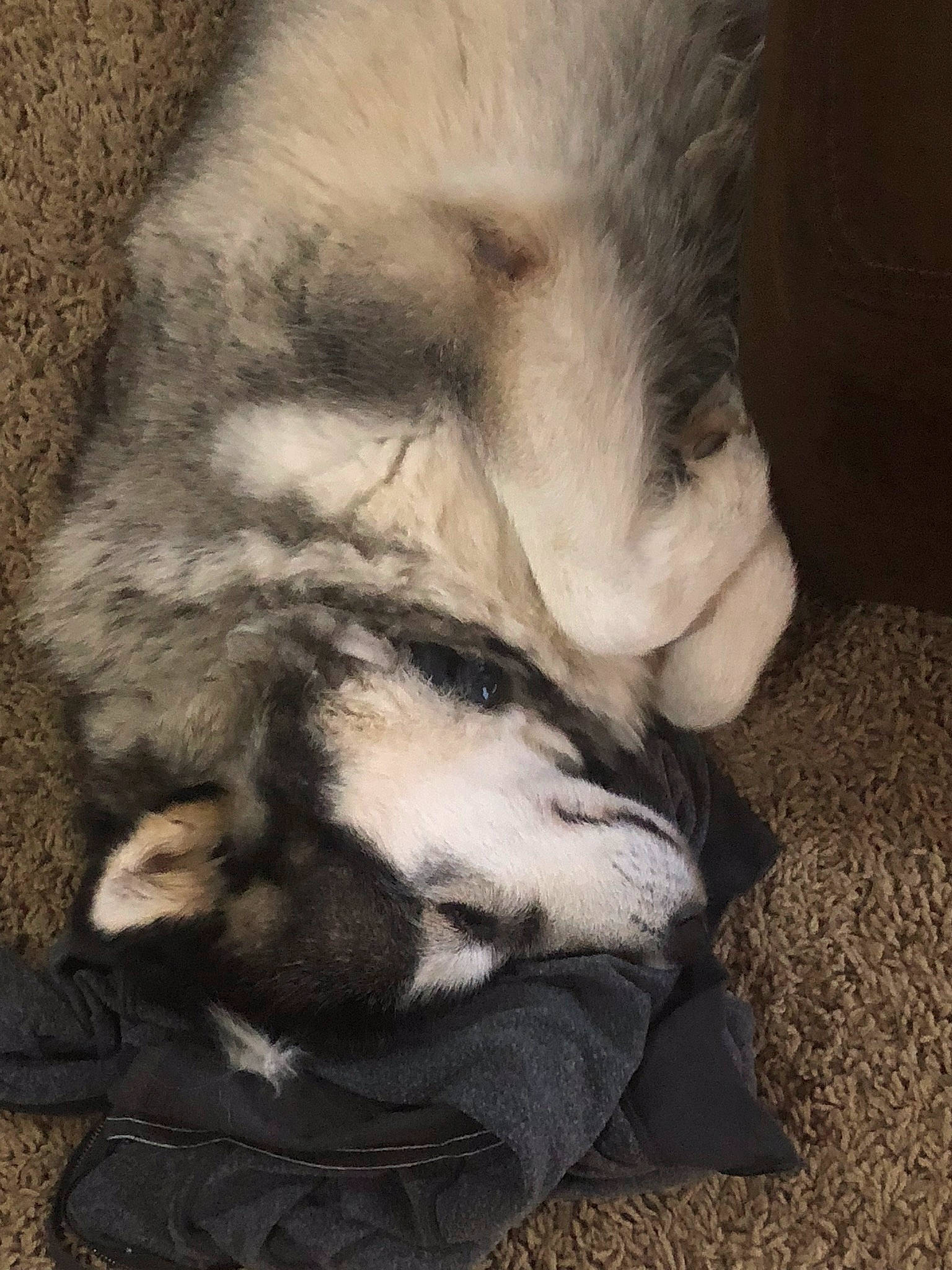 Aries is registered to the contest to win money with this photo: canidae, carnivore, claw, dog_breed, fur, nap, norwegian_elkhound, nose, paw, sleep, wolfdog