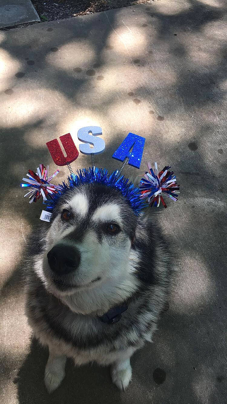 Aries is registered to the contest to win money with this photo: alaskan_klee_kai, alaskan_malamute, canadian_eskimo_dog, canidae, carnivore, dog, mammal, miniature_siberian_husky, native_american_indian_dog, rare_breed_dog, sakhalin_husky, siberian_husky, sled_dog