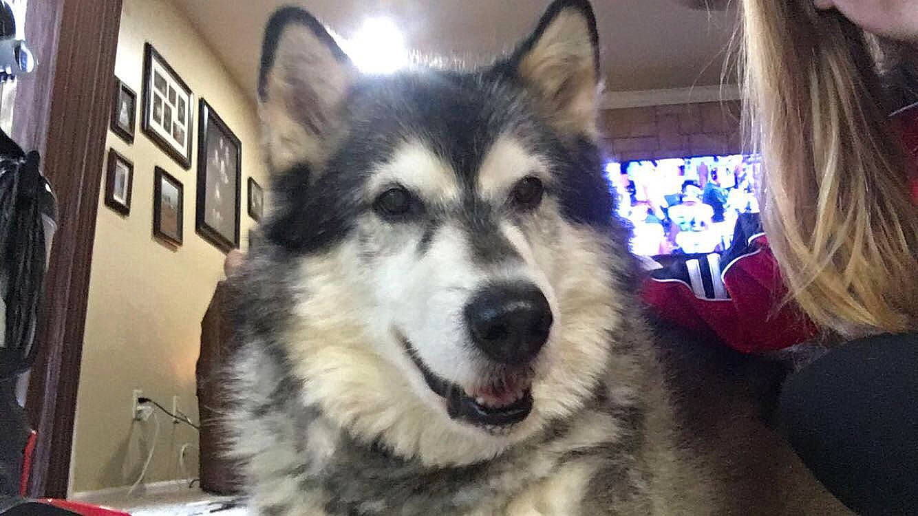 Aries joined the competition — help win amazing prizes! alaskan_klee_kai, alaskan_malamute, canadian_eskimo_dog, canidae, carnivore, dog, dog_breed, mammal, miniature_siberian_husky, native_american_indian_dog, northern_inuit_dog, nose, saarloos_wolfdog, sakhalin_husky, siberian_husky, sled_dog, snout, tamaskan_dog, vertebrate, wolfdog