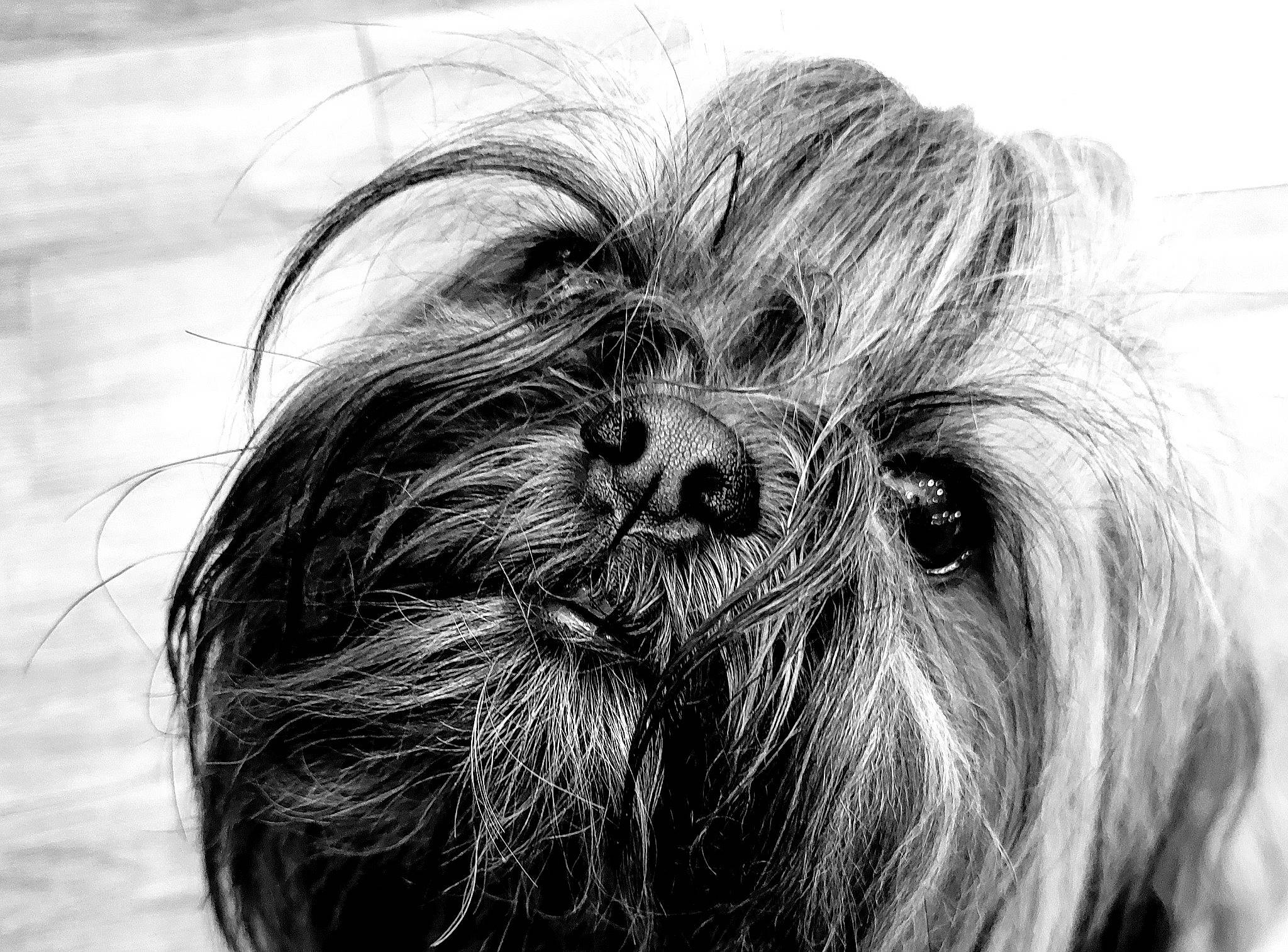 Olliver a rejoint le concours — aidez-le/la à gagner de superbes lots ! canidae, carnivore, companion_dog, dog, dog_breed, eye, fur, grey, liver, monochrome, monochrome_photography, shih_poo, shih_tzu, small_terrier, snout, sporting_group, terrier, toy_dog, whiskers, working_animal