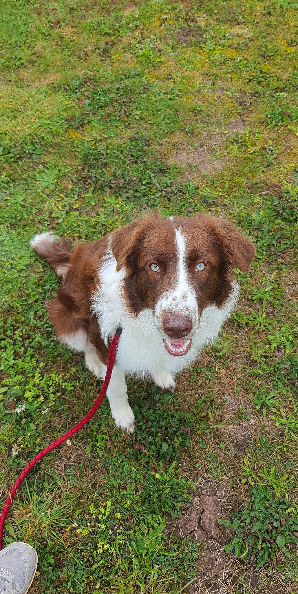 Samy a rejoint le concours — aidez-le/la à gagner de superbes lots ! australian_shepherd, border_collie, carnivore, companion_dog, dog, dog_breed, fur, grass, gun_dog, liver, plant, snout, sporting_group, terrestrial_animal, working_dog