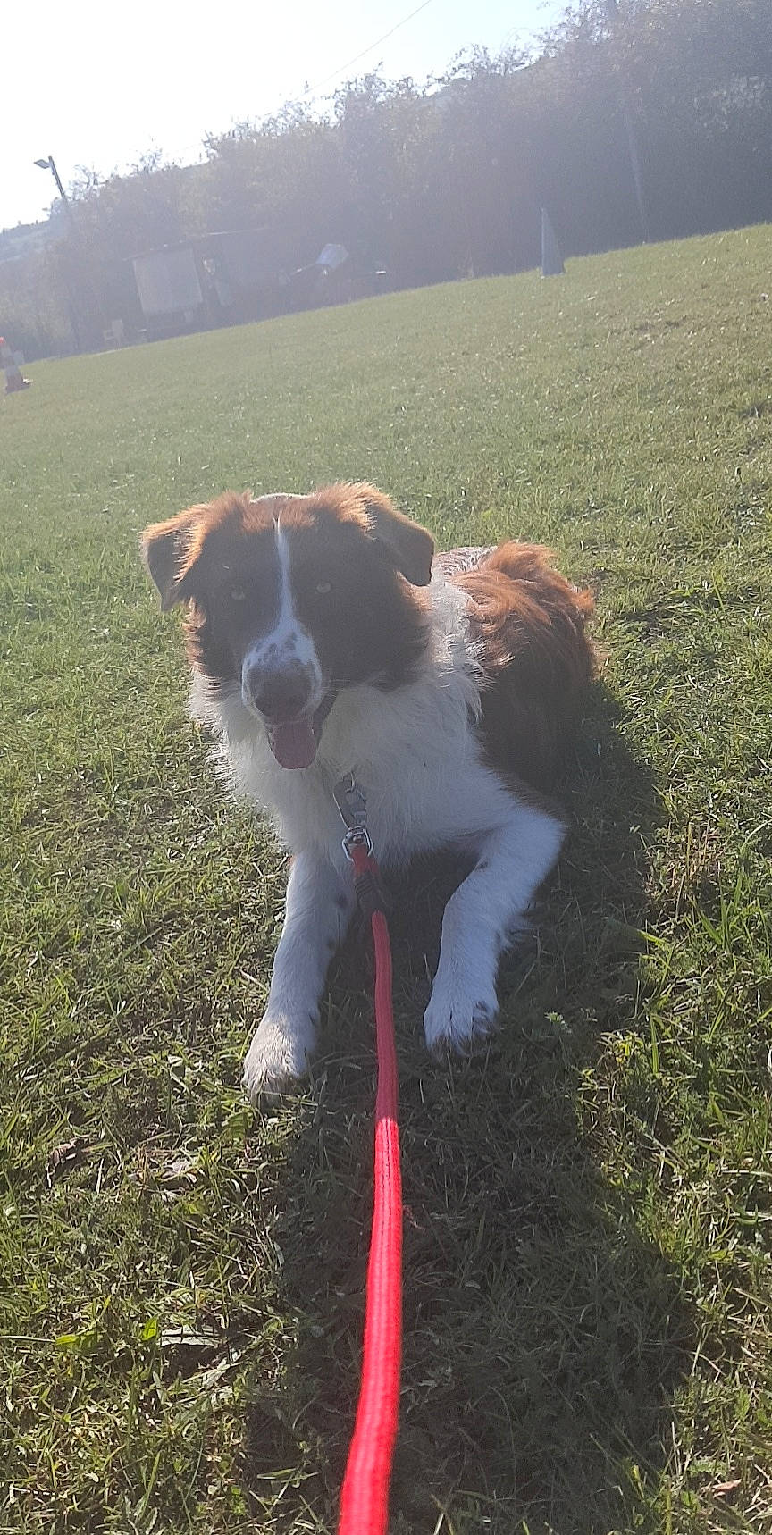 Samy participe au concours pour gagner de l'argent avec cette photo : canidae, carnivore, collar, companion_dog, dog, dog_breed, field, grass, grass_family, grassland, landscape, lawn, liver, pasture, plant, sky, sporting_group, tail, tree, working_dog