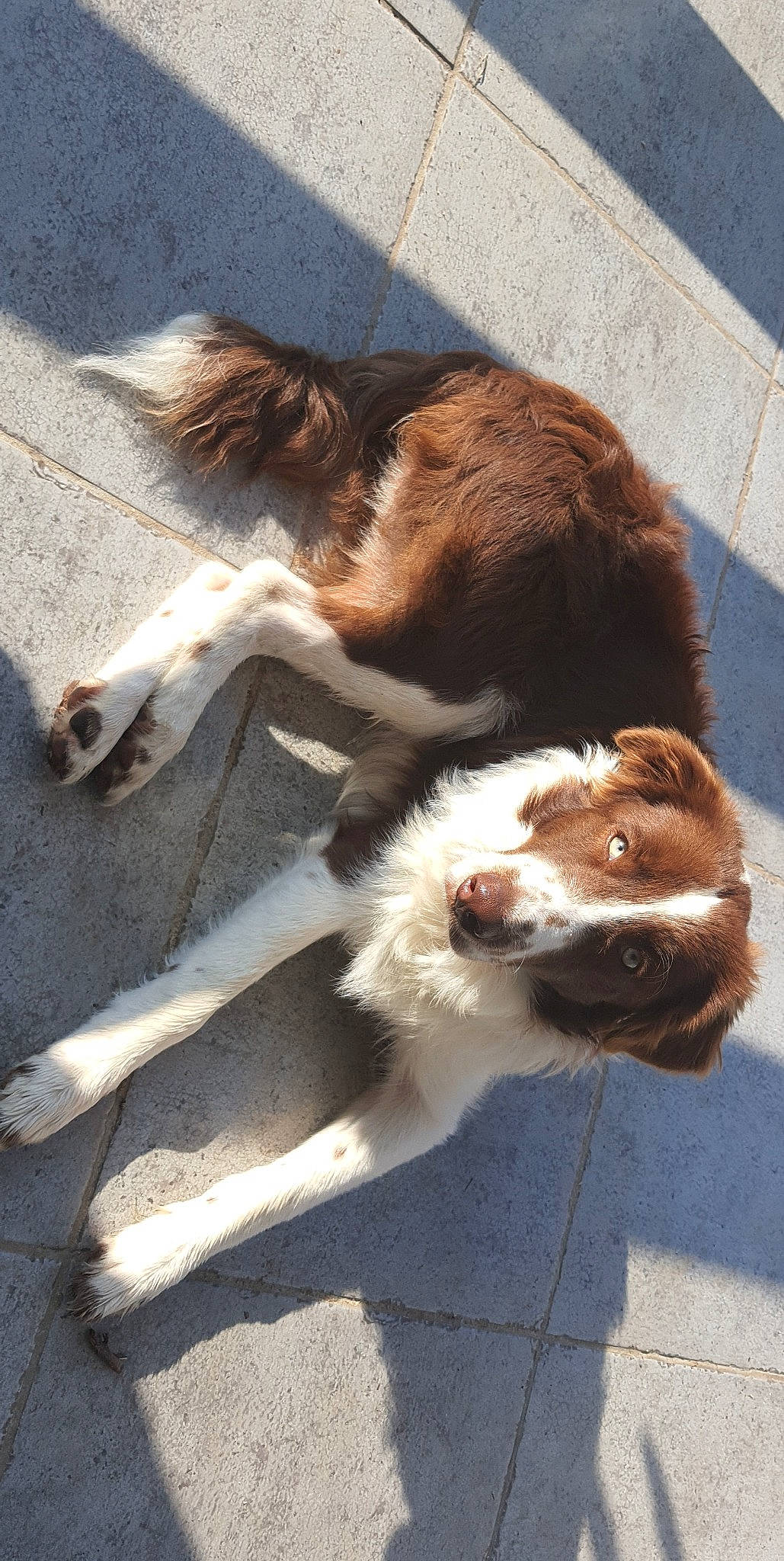 Samy a rejoint le concours — aidez-le/la à gagner de superbes lots ! australian_shepherd, canidae, carnivore, companion_dog, dog, dog_breed, fawn, fur, gun_dog, liver, road_surface, shadow, sidewalk, snout, sporting_group, street_dog, tail, working_dog