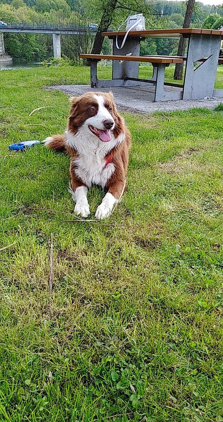 Ben participe au concours pour gagner de l'argent avec cette photo : canidae, carnivore, cavalier_king_charles_spaniel, companion_dog, dog, dog_breed, fawn, fur, grass, groundcover, gun_dog, lawn, liver, plant, spaniel, sporting_group, tail, tree, working_dog, yard