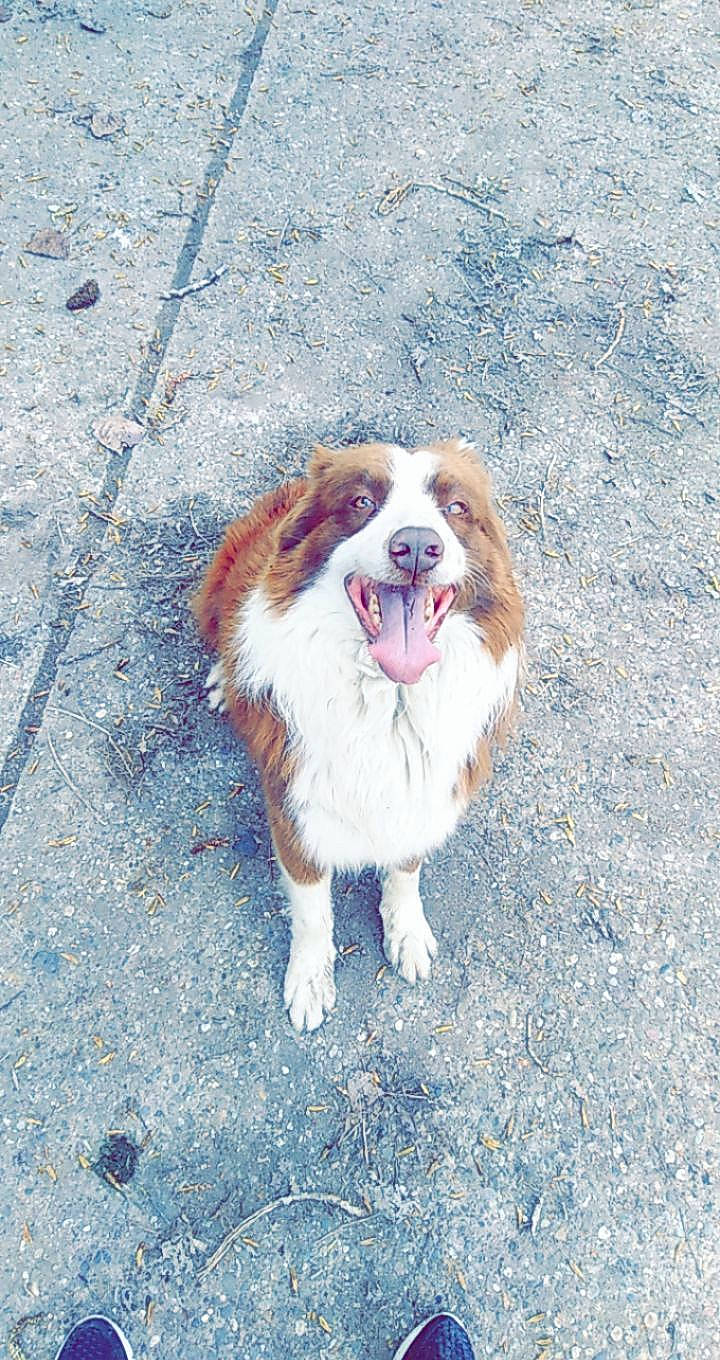 Ben participe au concours pour gagner de l'argent avec cette photo : asphalt, canidae, carnivore, companion_dog, concrete, dog, dog_breed, fawn, fur, king_charles_spaniel, liver, road_surface, sidewalk, snout, sporting_group, tar, terrestrial_animal, walking, whiskers, working_dog