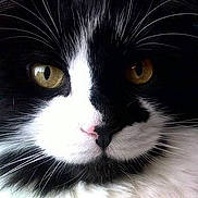 Panda is registered to the contest to win money with this photo: