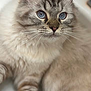 Pluto is registered to the contest to win money with this photo: cat, blue_eyes, fluffy, close_up, whiskers, fur, pet, animal, portrait, indoor, feline, cute, mammal, soft, domestic_animal, face, looking, whisker, tabby, relaxed