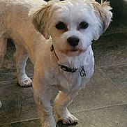 Stormy is registered to the contest to win money with this photo: accessories, animal, bison, bulldog, canine, cockerspaniel, dog, eskimodog, flagstone, leash, path, pet, poodle, puppy, sidewalk, slate, strap, terrier, walkway, whitedog