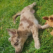 Bloom a rejoint le concours — aidez-le/la à gagner de superbes lots ! adorable, animal, cute, daylight, dog, fur, grass, green, lying_down, mammal, nature, outdoor, pet, playful, puppy, relaxed, summer, sunlight, toy, young