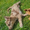 adorable, animal, cute, daylight, dog, fur, grass, green, lying_down, mammal, nature, outdoor, pet, playful, puppy, relaxed, summer, sunlight, toy, young