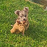 puppy, toy, grass, outdoor, plant_pot, greenery, small_dog, cute, sunlight, pet, playful, fur, ears, animal, nature, young_dog, daylight, garden, adorable, mammal