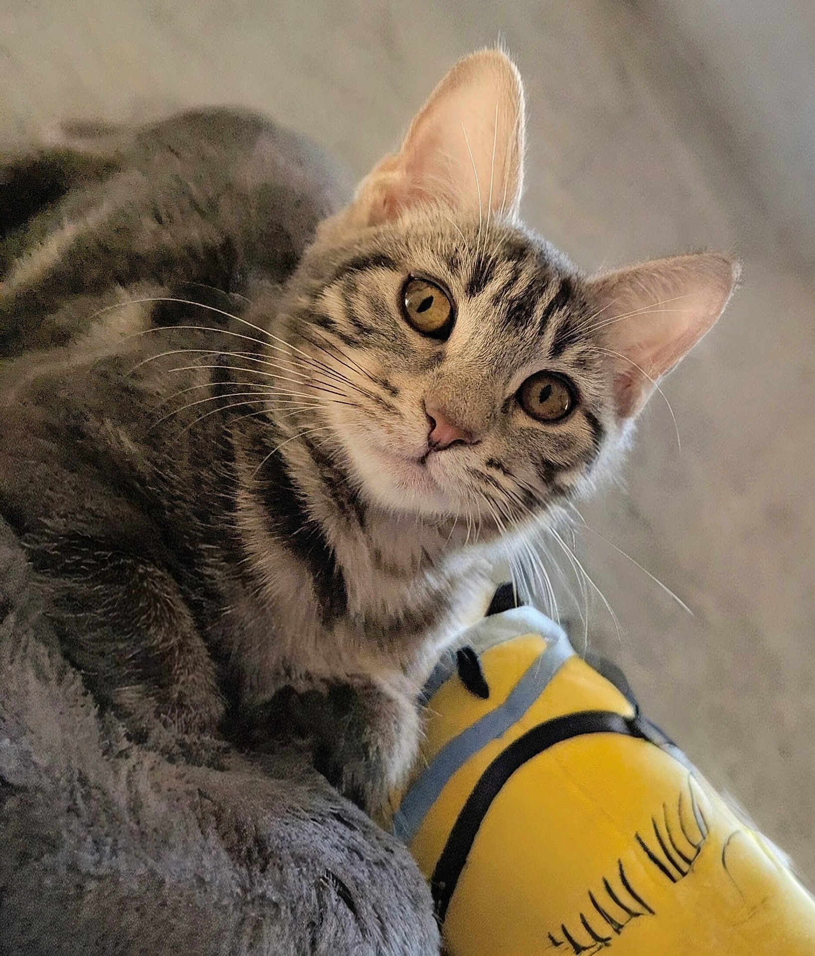 Letti participe au concours pour gagner de l'argent avec cette photo : tabby_cat, cat, pet, animal, whiskers, ears, fur, eyes, soft_texture, plush_toy, yellow, gray, indoor, close_up, portrait, cute, curious, feline, resting, toy