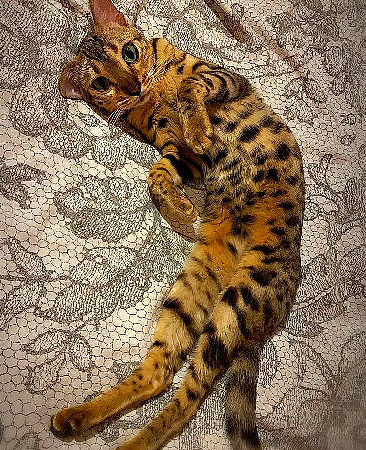 Prada a rejoint le concours — aidez-le/la à gagner de superbes lots ! beige, carnivore, cat, claw, fawn, felidae, fur, mammal, natural_material, organism, paw, skin, small_to_medium_sized_cats, snout, tail, terrestrial_animal, toe, vertebrate, whiskers, wildlife