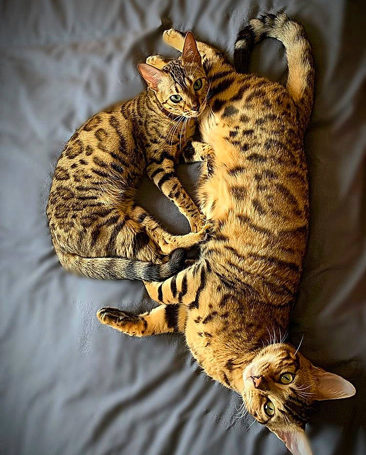 Prada a rejoint le concours — aidez-le/la à gagner de superbes lots ! california_spangled, carnivore, cat, claw, felidae, fur, mammal, ocelot, ocicat, organism, skin, small_to_medium_sized_cats, snout, tail, terrestrial_animal, toe, vertebrate, whiskers, wildlife, yellow