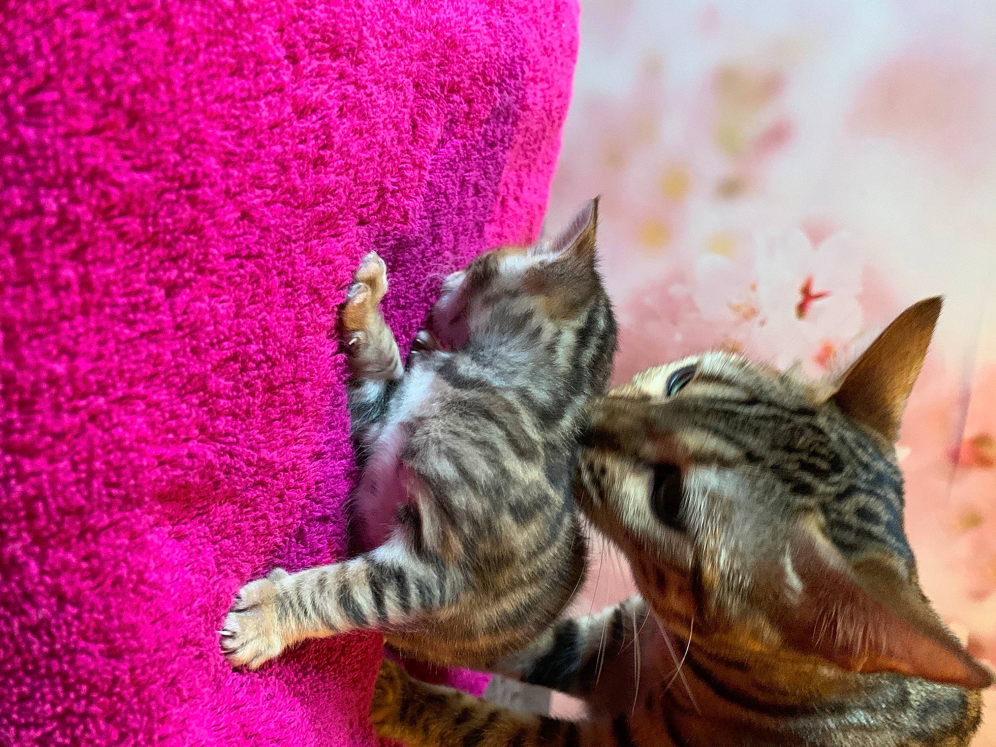 Prada participe au concours pour gagner de l'argent avec cette photo : carnivore, cat, claw, domestic_short_haired_cat, felidae, fur, kitten, linens, magenta, organism, paw, pink, purple, small_to_medium_sized_cats, snout, tabby_cat, violet, whiskers, woven_fabric