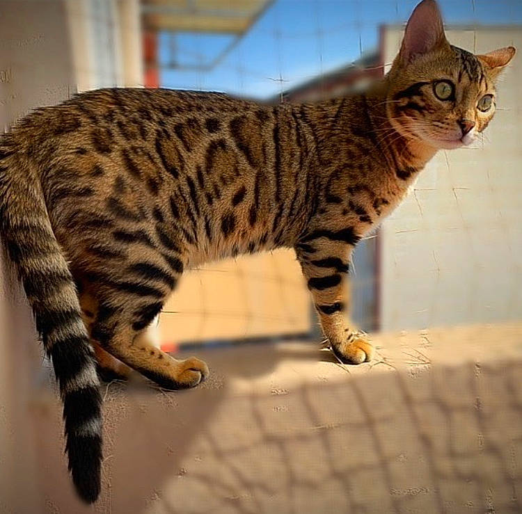 Prada participe au concours pour gagner de l'argent avec cette photo : beige, california_spangled, carnivore, cat, domestic_short_haired_cat, fawn, felidae, foot, fur, ocicat, organism, skin, small_to_medium_sized_cats, snout, tabby_cat, tail, terrestrial_animal, toe, vertebrate, whiskers