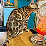 cat, bengal_cat, feline, animal, sitting, striped_fur, spotted_fur, green_eyes, whiskers, ears, tail, wooden_table, candle, orange_light, home_interior, blue_wall, wall_art, luxury_decor, versace, glass_container