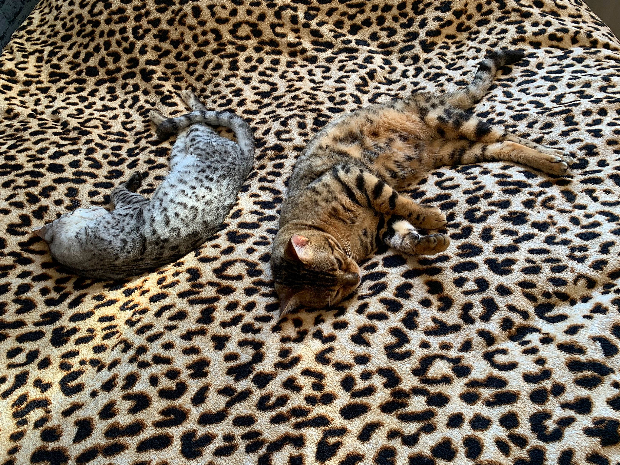 Polo participe au concours pour gagner de l'argent avec cette photo : beige, carnivore, cat, claw, fawn, felidae, fur, natural_material, paw, skin, small_to_medium_sized_cats, tail, terrestrial_animal