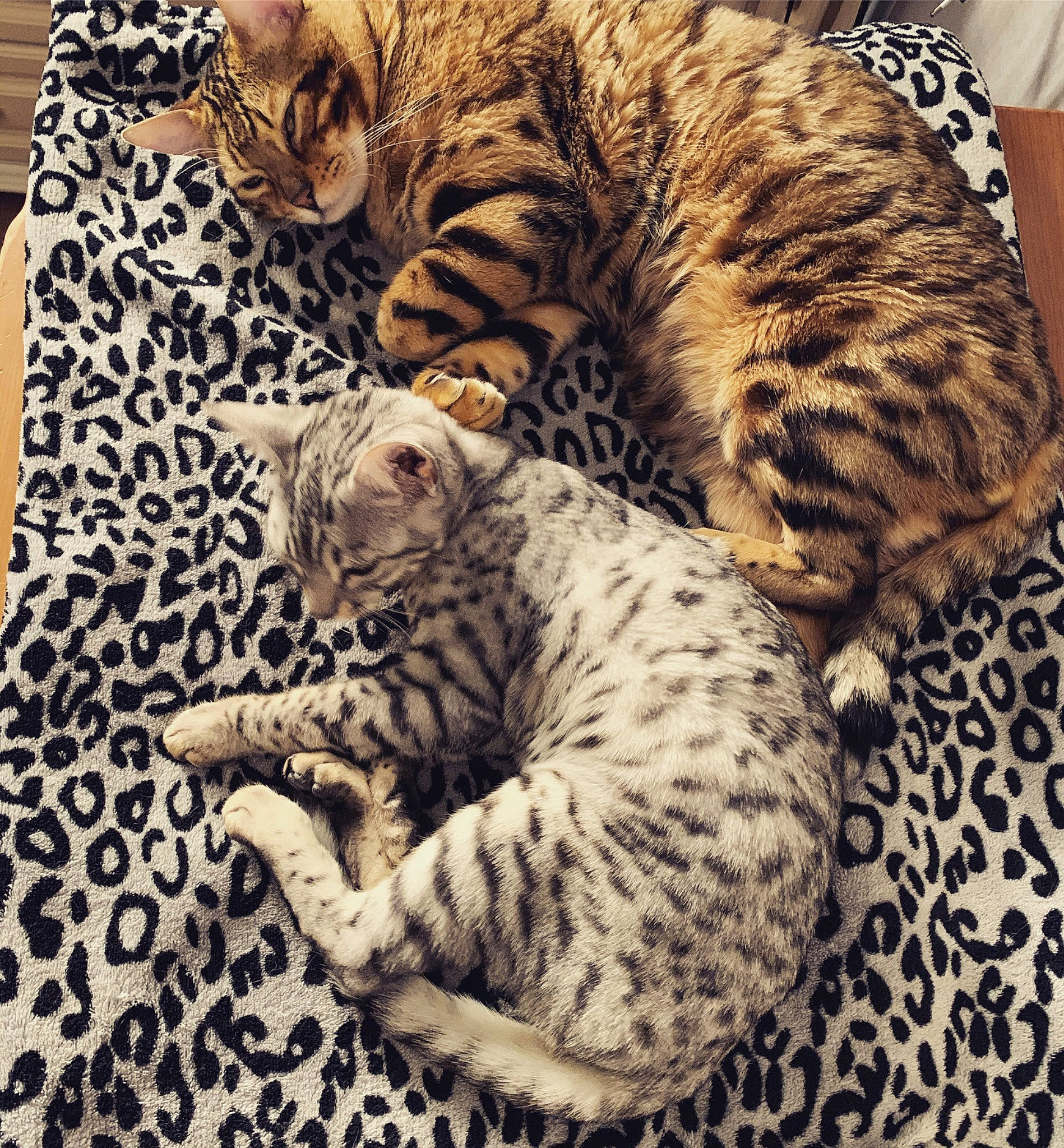 Polo participe au concours pour gagner de l'argent avec cette photo : carnivore, cat, comfort, domestic_short_haired_cat, felidae, fur, home_accessories, linens, paw, small_to_medium_sized_cats, snout, tabby_cat, tail, terrestrial_animal, toe, vertebrate, whiskers