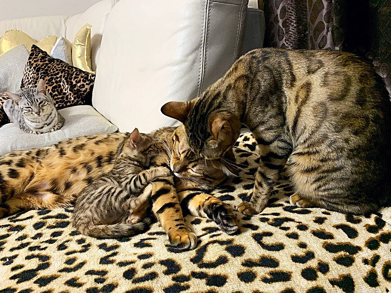 Polo a rejoint le concours — aidez-le/la à gagner de superbes lots ! carnivore, cat, comfort, cushion, domestic_short_haired_cat, felidae, fur, home_accessories, linens, mammal, nap, paw, pillow, small_to_medium_sized_cats, snout, tabby_cat, terrestrial_animal, throw_pillow, vertebrate, whiskers