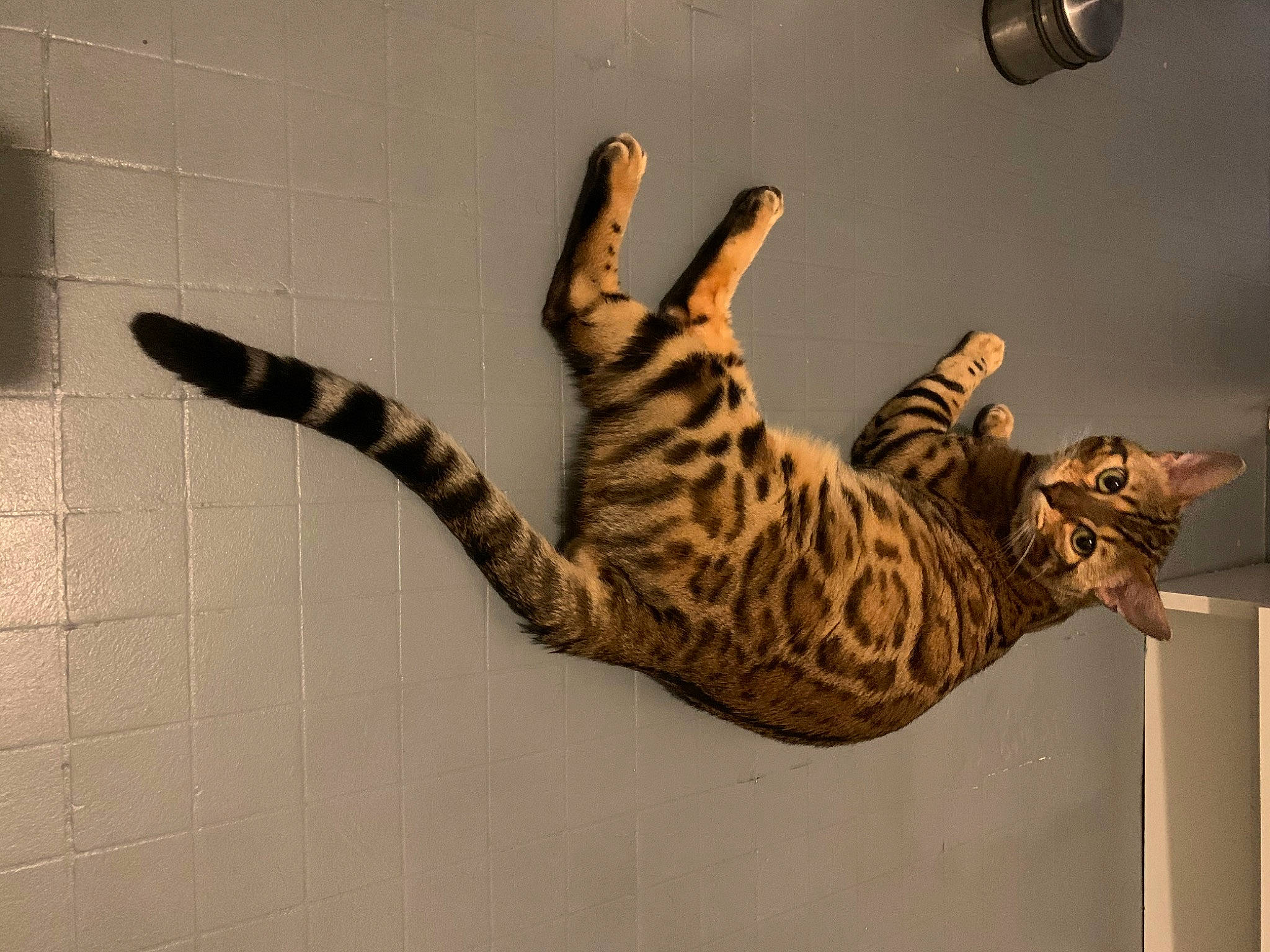 Polo a rejoint le concours — aidez-le/la à gagner de superbes lots ! beige, big_cats, carnivore, cat, fawn, felidae, fur, natural_material, ocelot, savannah, small_to_medium_sized_cats, snout, tail, terrestrial_animal, tile, toe, vertebrate, wall, whiskers, wildlife