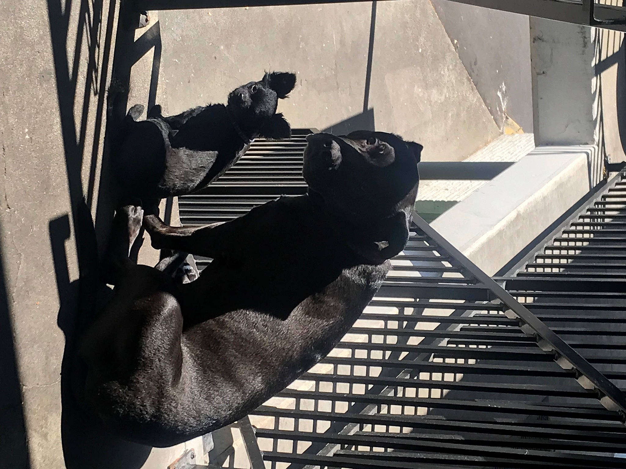 Ruca is registered to the contest to win money with this photo: art, darkness, daylighting, elbow, font, metal, monochrome, monochrome_photography, music, musician, room, shadow, sitting, stairs, steel, tints_and_shades