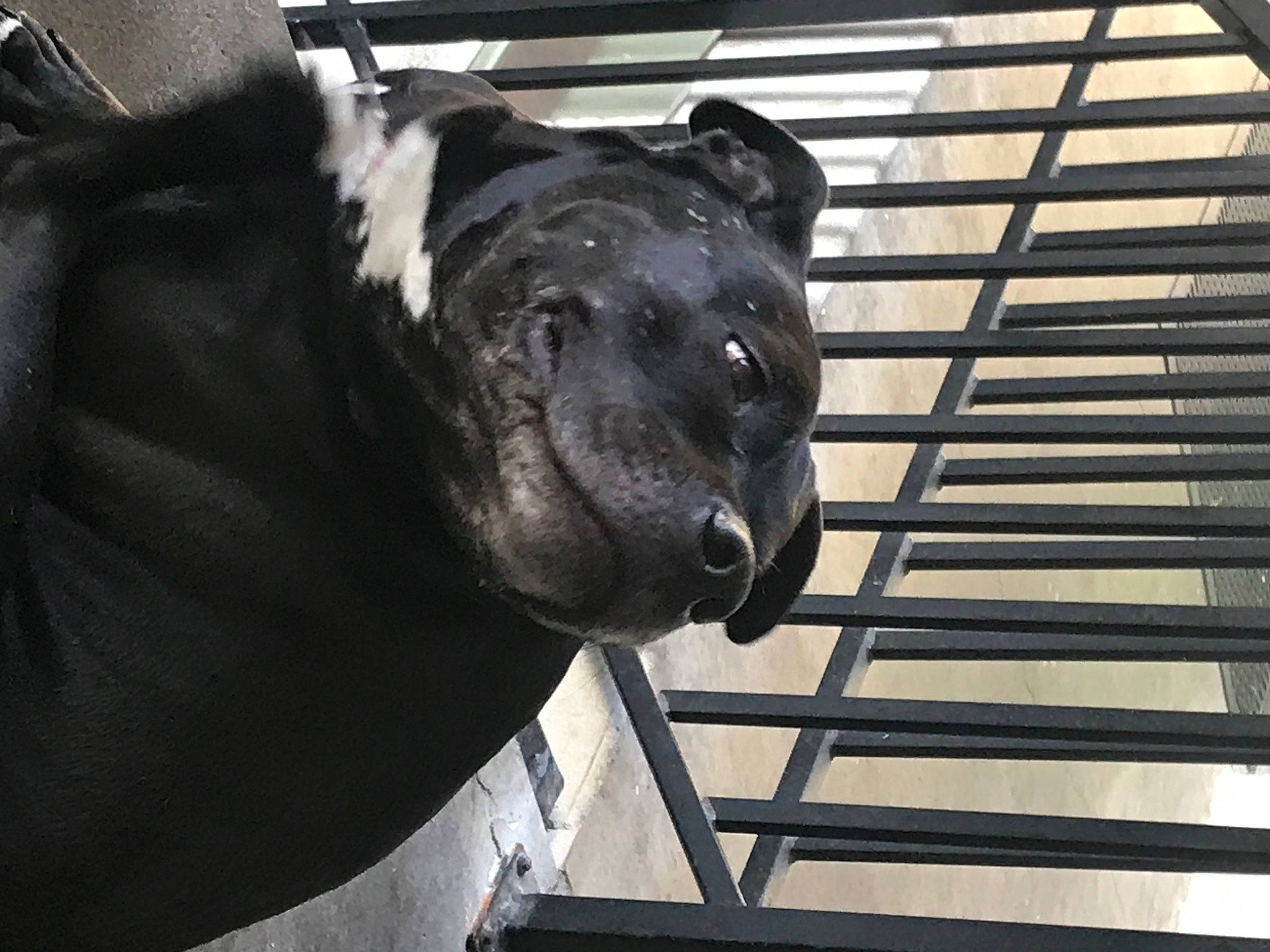 Ruca is registered to the contest to win money with this photo: automotive_tire, canidae, carnivore, companion_dog, dog, dog_breed, fawn, fur, guard_dog, metal, non_sporting_group, pet_supply, sculpture, snout, sporting_group, statue, terrestrial_animal, whiskers, working_animal