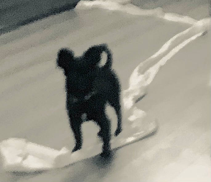 Masha joined the competition — help win amazing prizes! art, asphalt, canidae, font, freezing, fur, gesture, monochrome, monochrome_photography, paw, recreation, road, shadow, snout, snow, sporting_group, tail, tints_and_shades, toy, winter