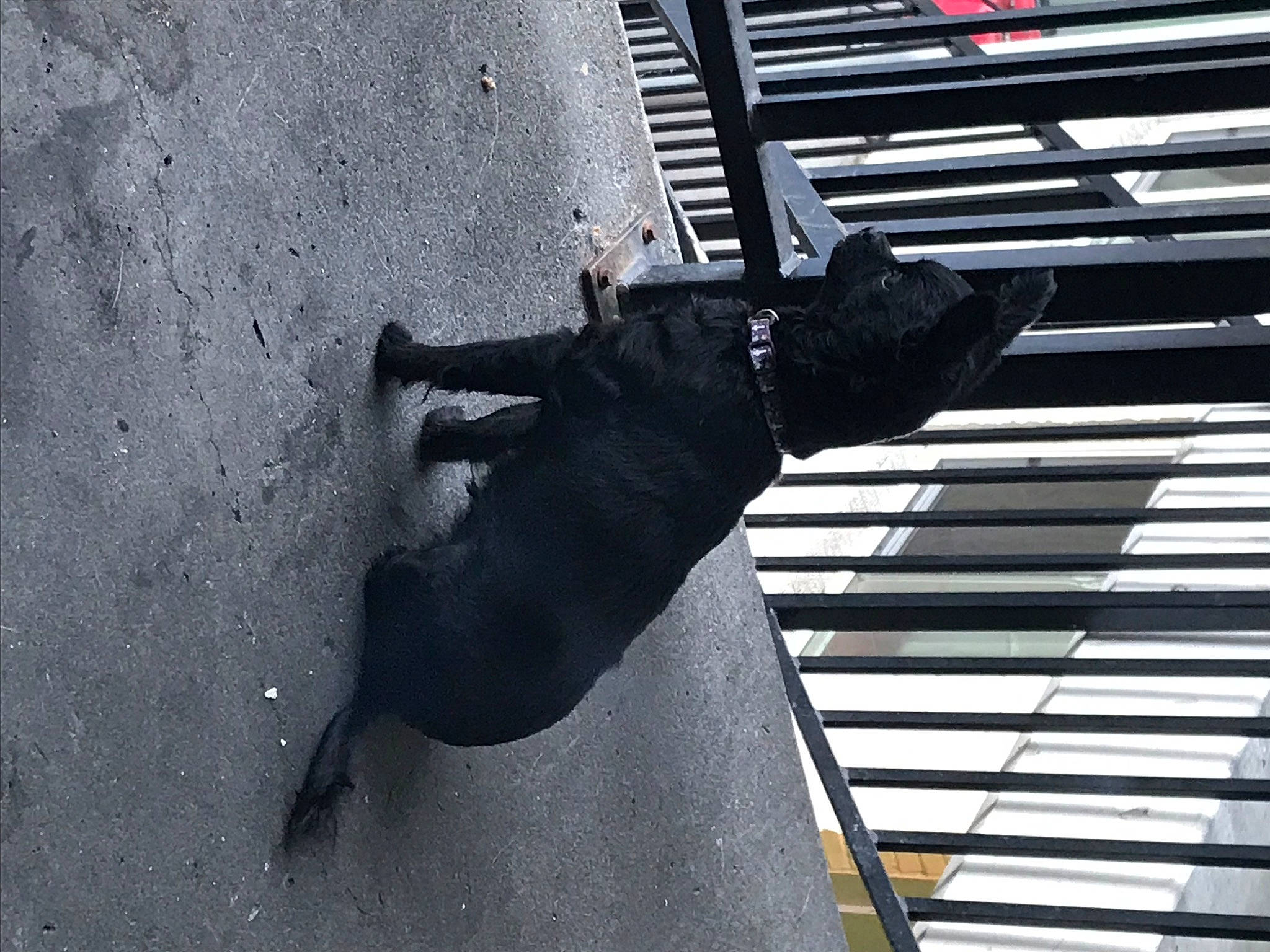 Masha joined the competition — help win amazing prizes! asphalt, automotive_exterior, concrete, grey, grille, metal, monochrome, monochrome_photography, pedestrian, road_surface, shadow, snout, tail, tints_and_shades, water