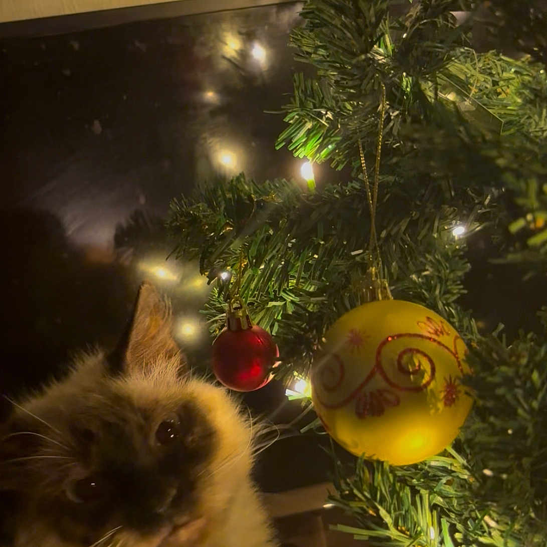 Ferrah joined the competition — help win amazing prizes! cat, celebration, christmas_tree, closeup, curious, decorations, eye, feline, festive, fluffy, greenery, holiday, indoor, lights, night, ornament, pet, red_ball, whiskers, yellow_ball