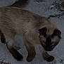 Ferrah is registered to the contest to win money with this photo: cat, siamese_cat, animal, pet, snow, outdoor, fur, walking, winter, curious, mammal, whiskers, paw, ears, tail, feline, nature, cold, ground, exploration